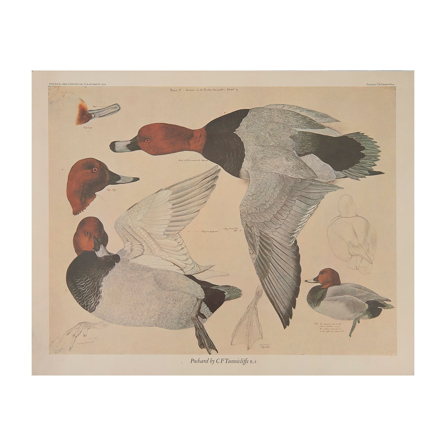 An original print, Pochard, by CF Tunnicliffe RA, printed by the Curwen Press and published by RA Adam Collections Ltd, 1974