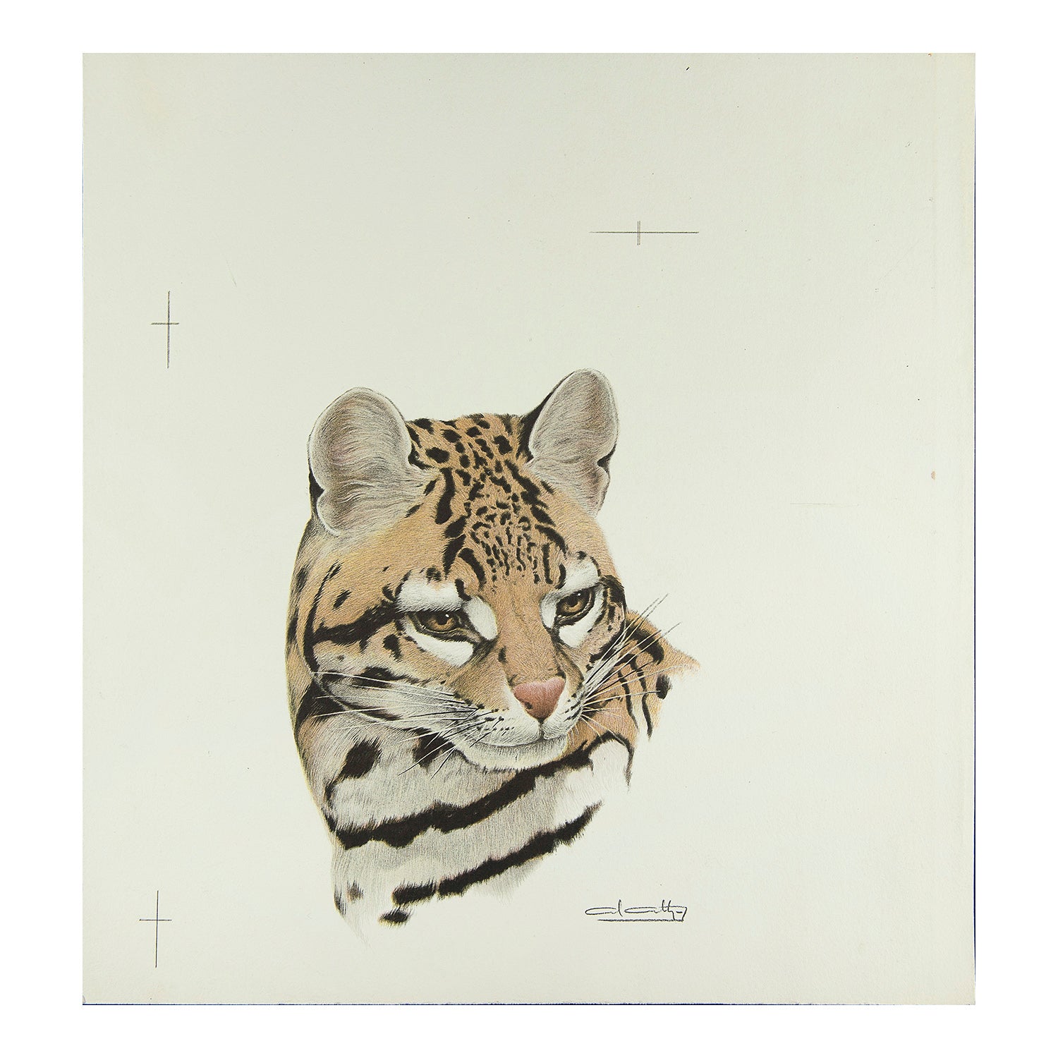  lithographic print, Ocelot Head, by the Argentinian artist Axel Amuchastegui (1921–2002). A very high quality print, produced by the Curwen Press, 1966.